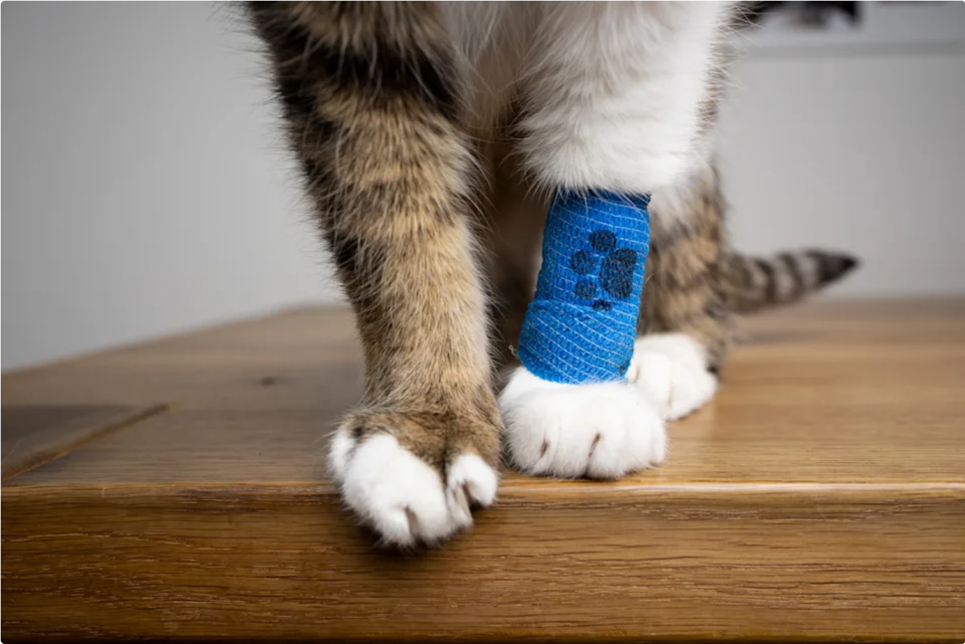 In-depth review of Trupanion Pet Insurance: Simple, transparent, and an ideal choice for comprehensive protection