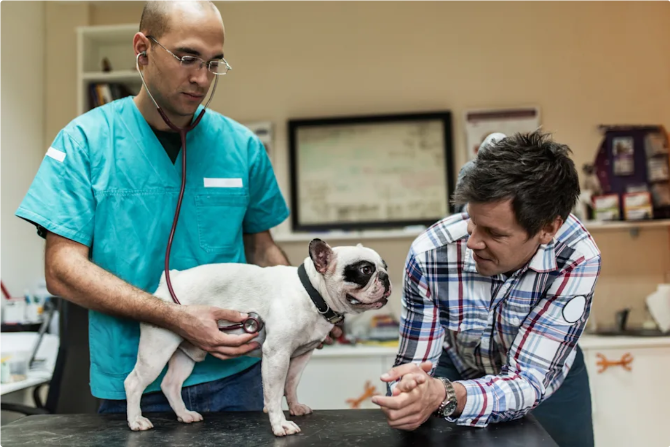 Pet Insurance and Pre-Existing Conditions: A Key Guide to Unlocking Coverage Blind Spots