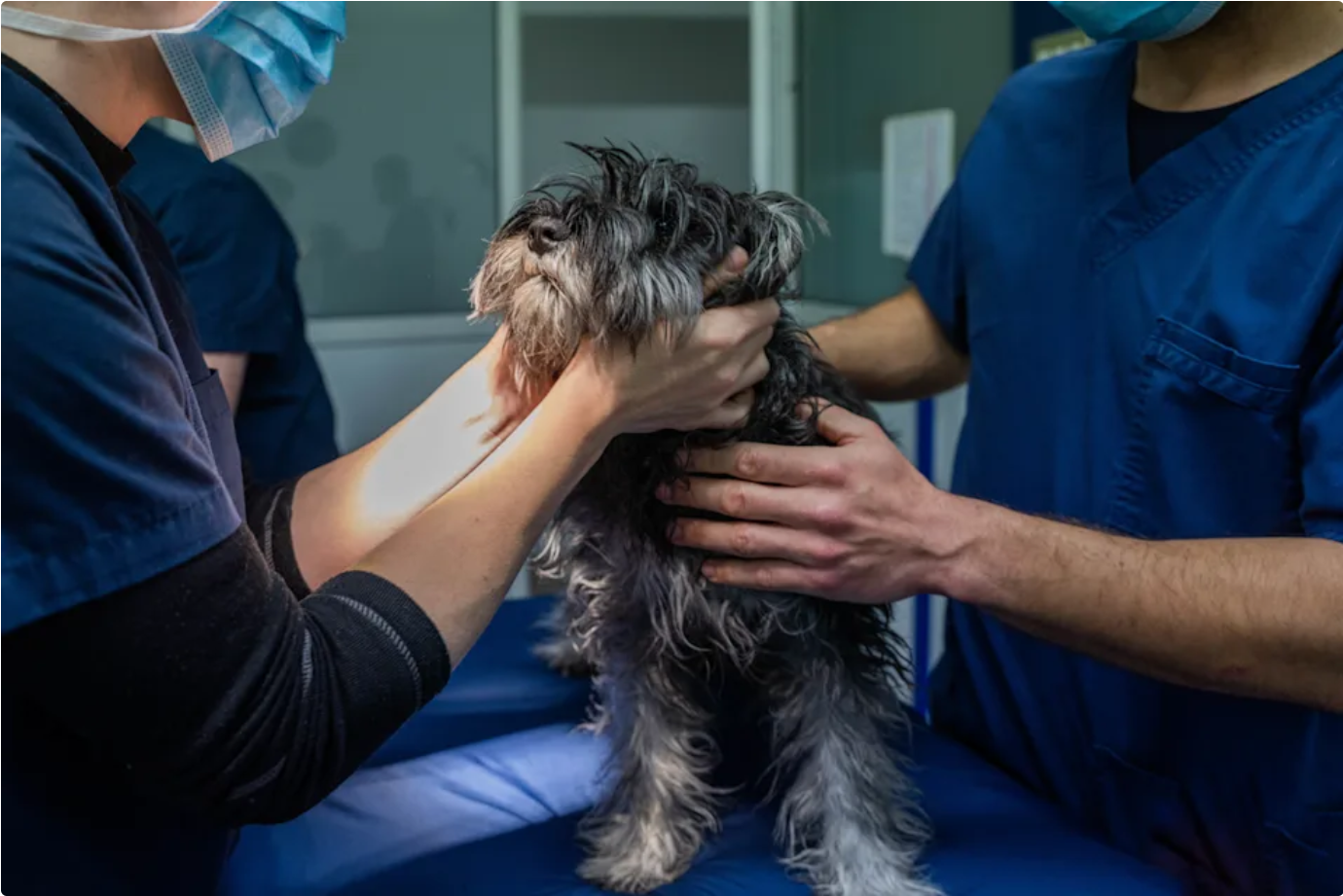Lemonade Pet Insurance Review: Fast Claims and Flexible Protection Driven by Technology